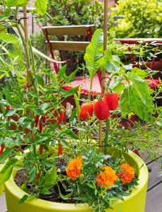 Social Media Girls Forum: Fashion & Lifestyle