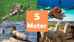 How Long is 5 Meters?