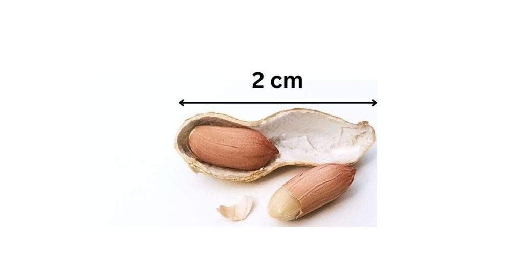 How Big Is Two Centimeters?