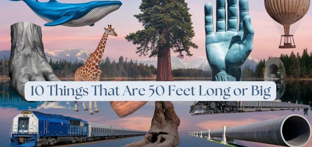 How Big is 50 Feet?