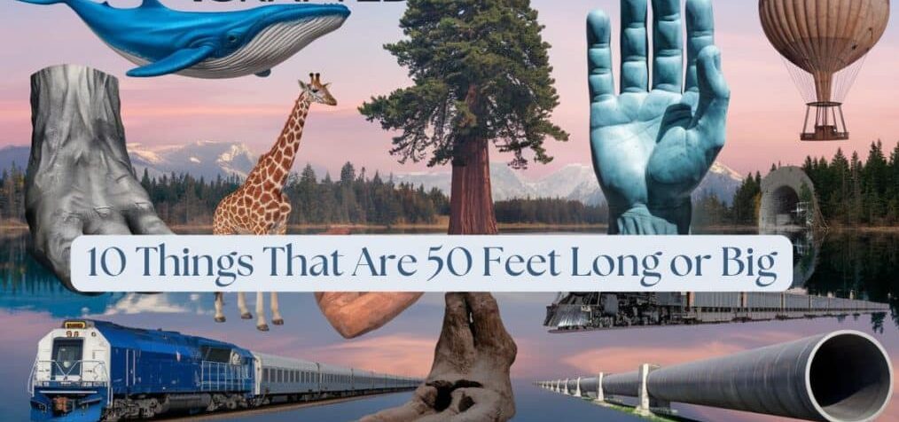 How Tall is 50 Feet?