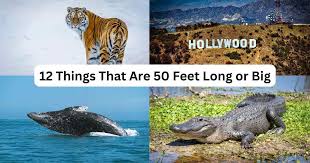 How Big is 50 Feet?