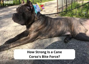 Cane Corso Bite Force – Facts & Expert Estimates 2026