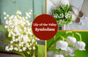 Lily of the Valley Meaning Love, Purity & Luck 2026