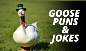 150+ Hilarious Goose Joke That Will Make You Quack Up 2026