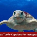 150+ Cute Sea Life Turtle Captions for Instagram 2026