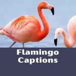 250+ Flamingo Captions: Aesthetic Caption Ideas 2026