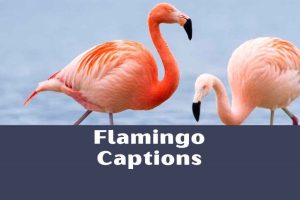 250+ Flamingo Captions: Aesthetic Caption Ideas 2026