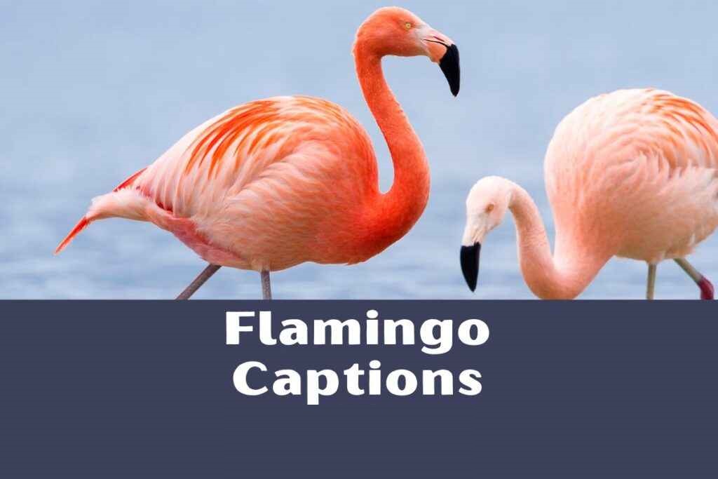250+ Flamingo Captions: Aesthetic Caption Ideas 2026