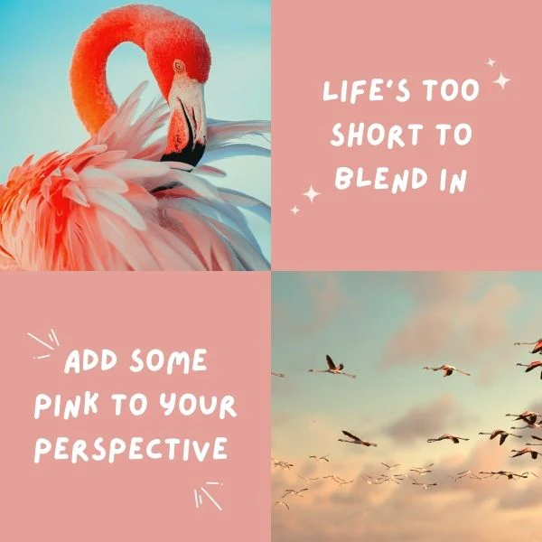250+ Flamingo Captions: Aesthetic Caption Ideas 2026
