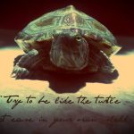 Best 210+ Turtle One Liners to Brighten Your Day 2026