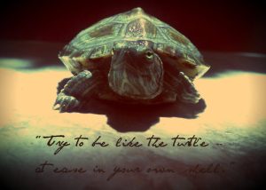 Best 210+ Turtle One Liners to Brighten Your Day 2026