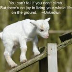 Best + 50 Cute Goat Sayings for Goat Owners and Friends 2026