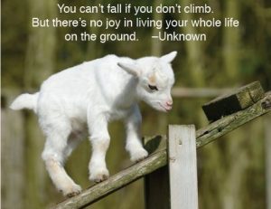 Best + 50 Cute Goat Sayings for Goat Owners and Friends 2026