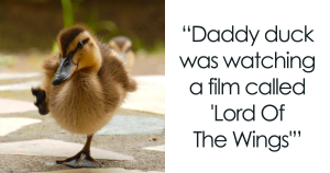 Best 420+ Duck Jokes Puns: Best Quirky Bird Humor 2026