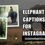 Best 440+ Short & Aesthetic Elephant Instagram Captions 2026