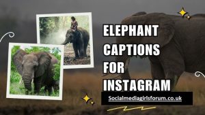 Best 440+ Short & Aesthetic Elephant Instagram Captions 2026