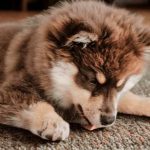 Why Does My Dog Lick the Carpet? Causes & Fixes 2026