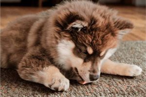 Why Does My Dog Lick the Carpet? Causes & Fixes 2026