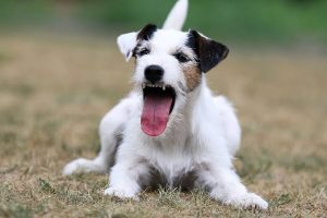 Why Is My Dog Hacking? Causes, Treatment & Care 2026