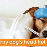 Why Is My Dog's Head Hot? Symptoms & Treatment 2026