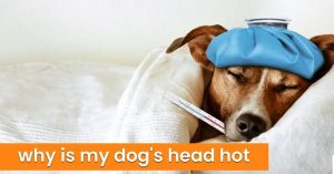 Why Is My Dog's Head Hot? Symptoms & Treatment 2026