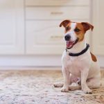 Why Do Dogs Scoot on Their Butt? Meaning & Treatment 2026