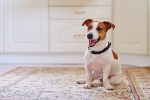 Why Do Dogs Scoot on Their Butt? Meaning & Treatment 2026