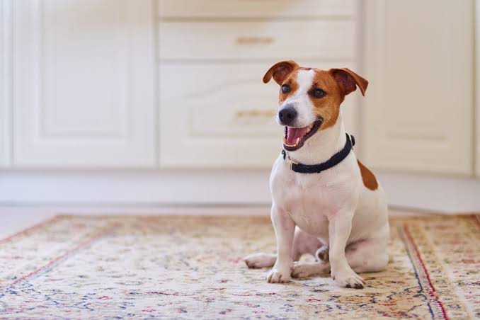 Why Do Dogs Scoot on Their Butt? Meaning & Treatment 2026