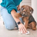 Why Does My Dogs Pee Smell So Bad? Easy Solutions 2026