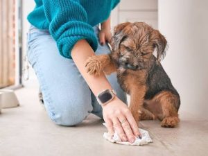 Why Does My Dogs Pee Smell So Bad? Easy Solutions 2026