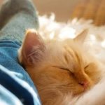 Why Do Cats Sleep at Your Feet? Common Reasons 2026