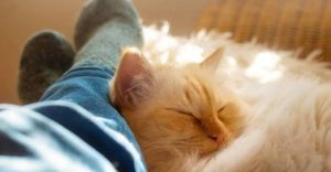 Why Do Cats Sleep at Your Feet? Common Reasons 2026