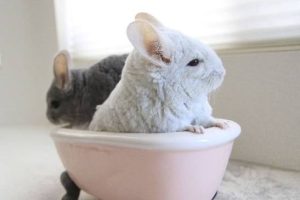Why Can't Chinchillas Get Wet? Pet Care Facts 2026