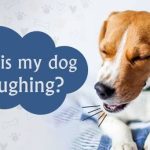Why Is My Dog Coughing So Much? Is It Serious? 2026