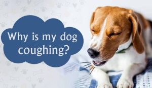 Why Is My Dog Coughing So Much? Is It Serious? 2026