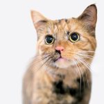 Why Do Cats Eyes Dilate? Cat Behavior Guide 2026