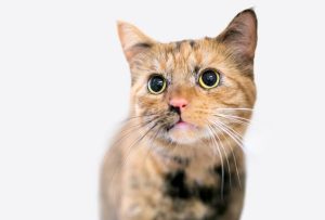 Why Do Cats Eyes Dilate? Cat Behavior Guide 2026