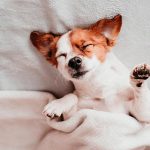 Why Does My Dog Snore? Health Warning Signs 2026
