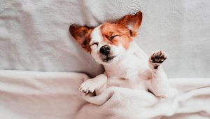 Why Does My Dog Snore? Health Warning Signs 2026