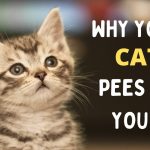 Why Did My Cat Pee on Me? Stress or Sickness? 2026