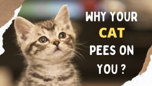 Why Did My Cat Pee on Me? Stress or Sickness? 2026