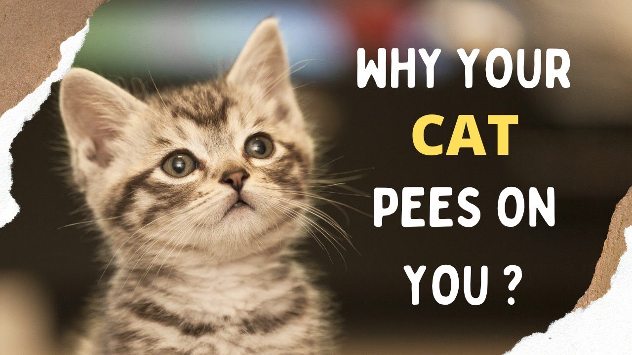 Why Did My Cat Pee on Me? Stress or Sickness? 2026