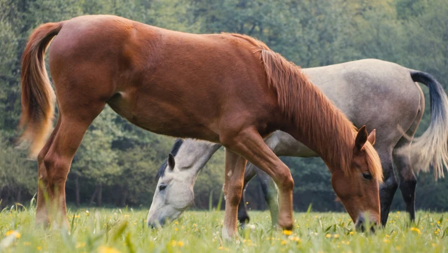 Why Can't Horses Throw Up? The Surprising Reason 2026