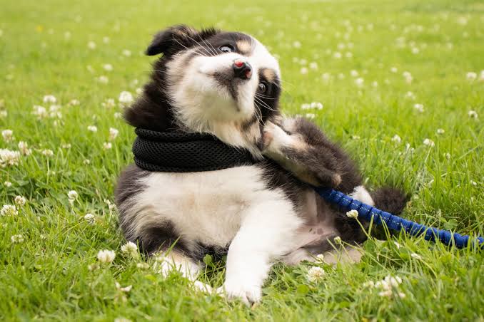 Why Does My Dog Keep Scratching? Causes & Solutions 2026