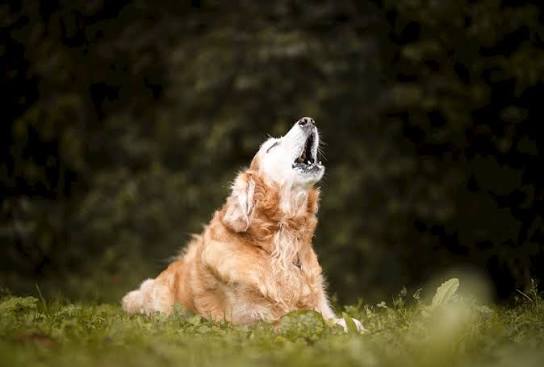 Why Do Dogs Howl at Night? The Real Reason 2026