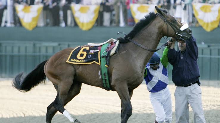 Why Can't Horses Throw Up? The Surprising Reason 2026