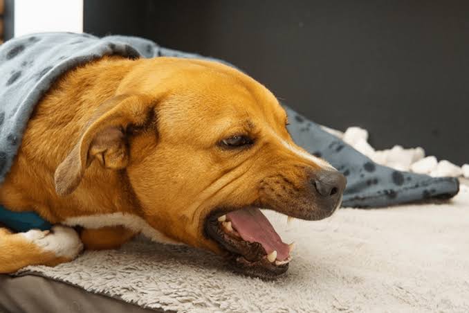 Why Does My Dog Keep Coughing and Gagging? Causes 2026