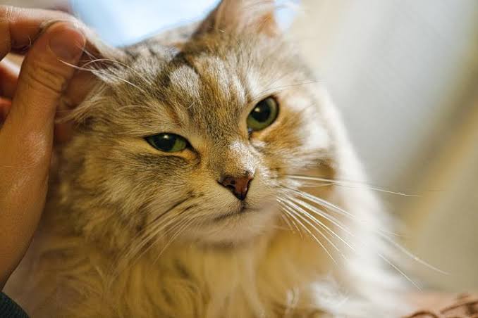 Why Are My Cat's Ears Cold? Causes & What It Means 2026