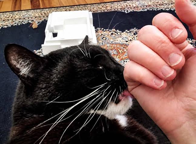 Why Do Cats Love Bite? The Surprising Reason 2026